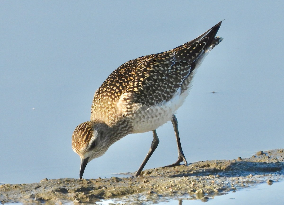 American Golden-Plover - Lowell Young