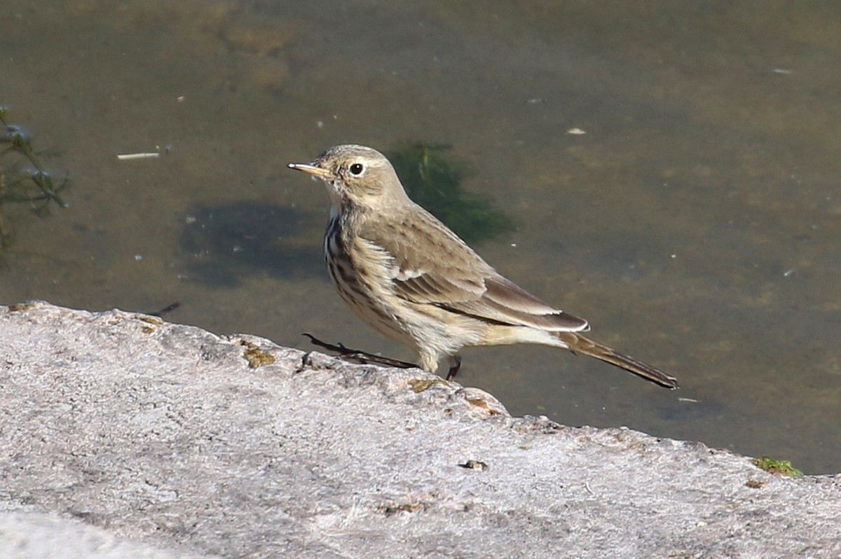 American Pipit - John F. Gatchet