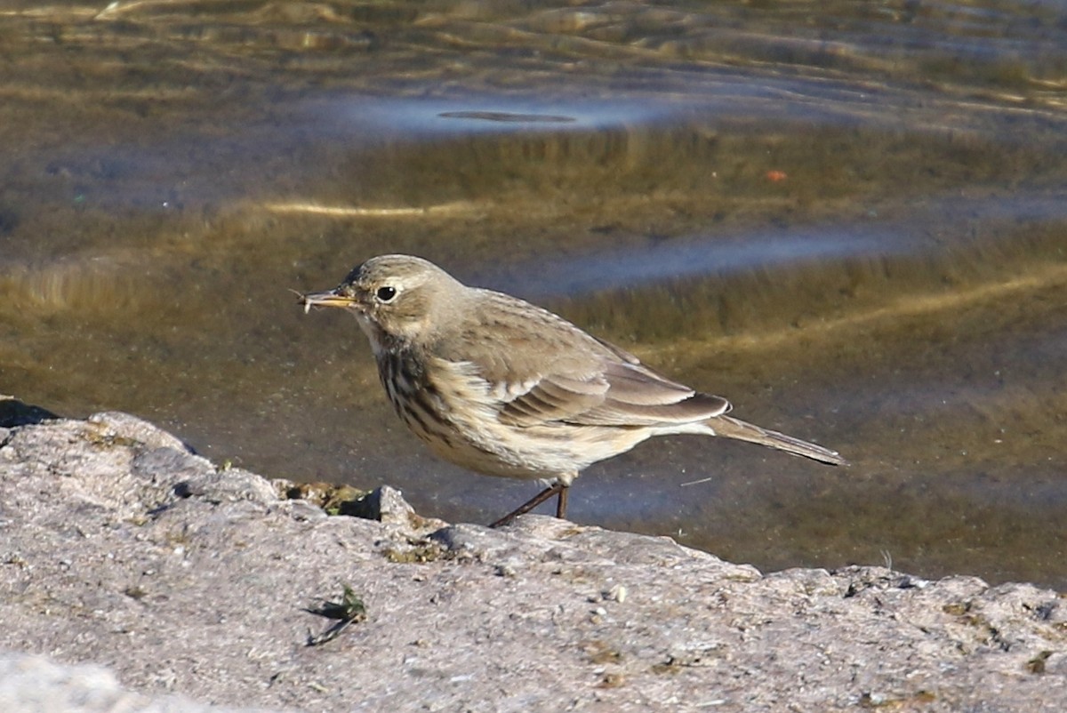 American Pipit - ML379866551