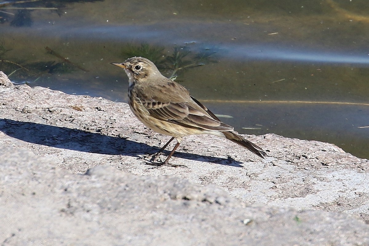 Pipit d'Amérique - ML379866781