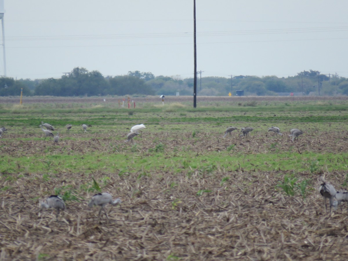 Whooping Crane - ML379867111