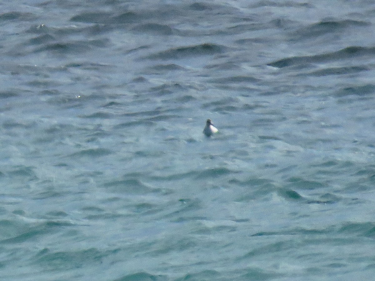 Red Phalarope - ML37986761