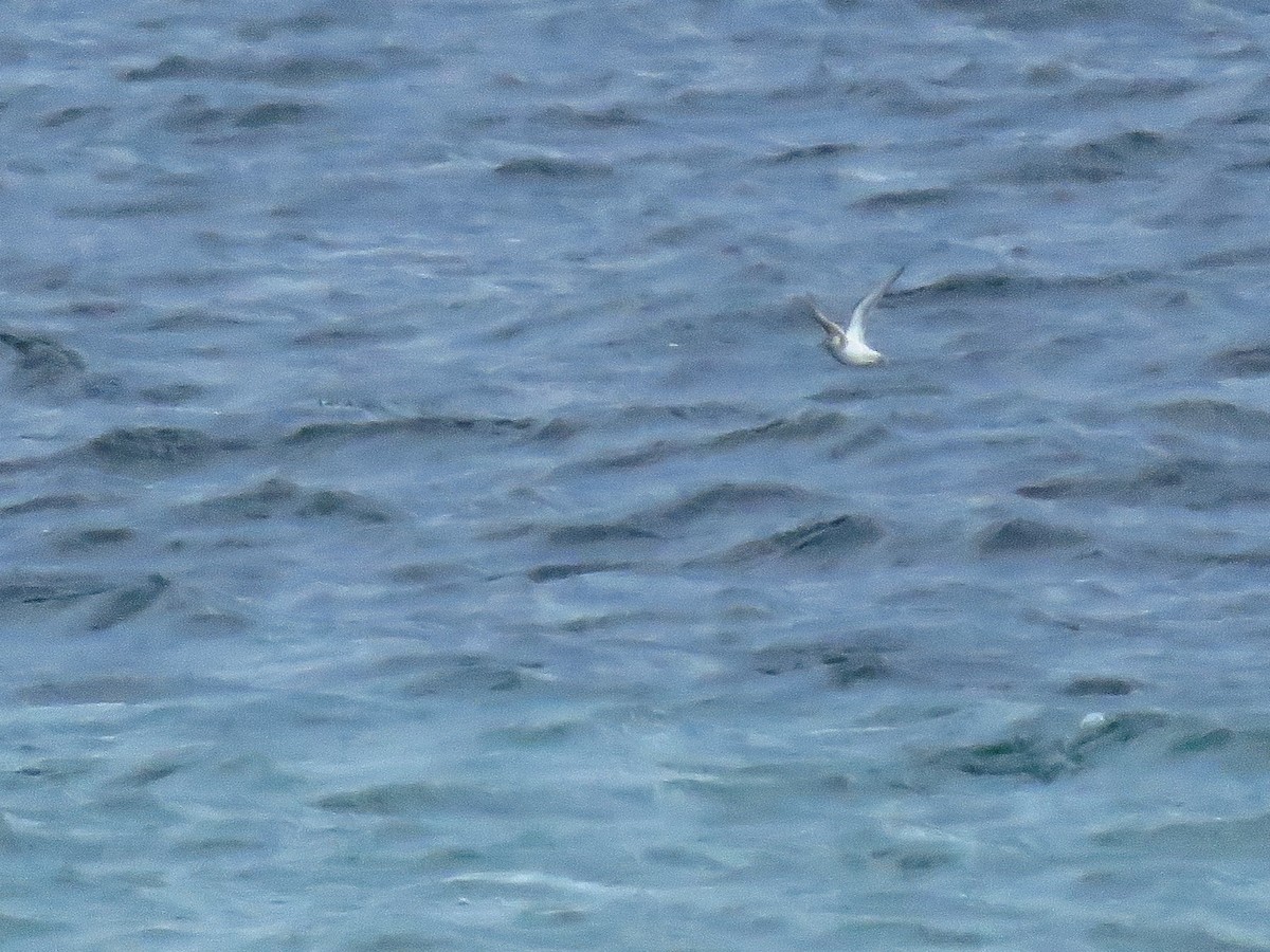 Red Phalarope - ML37986771