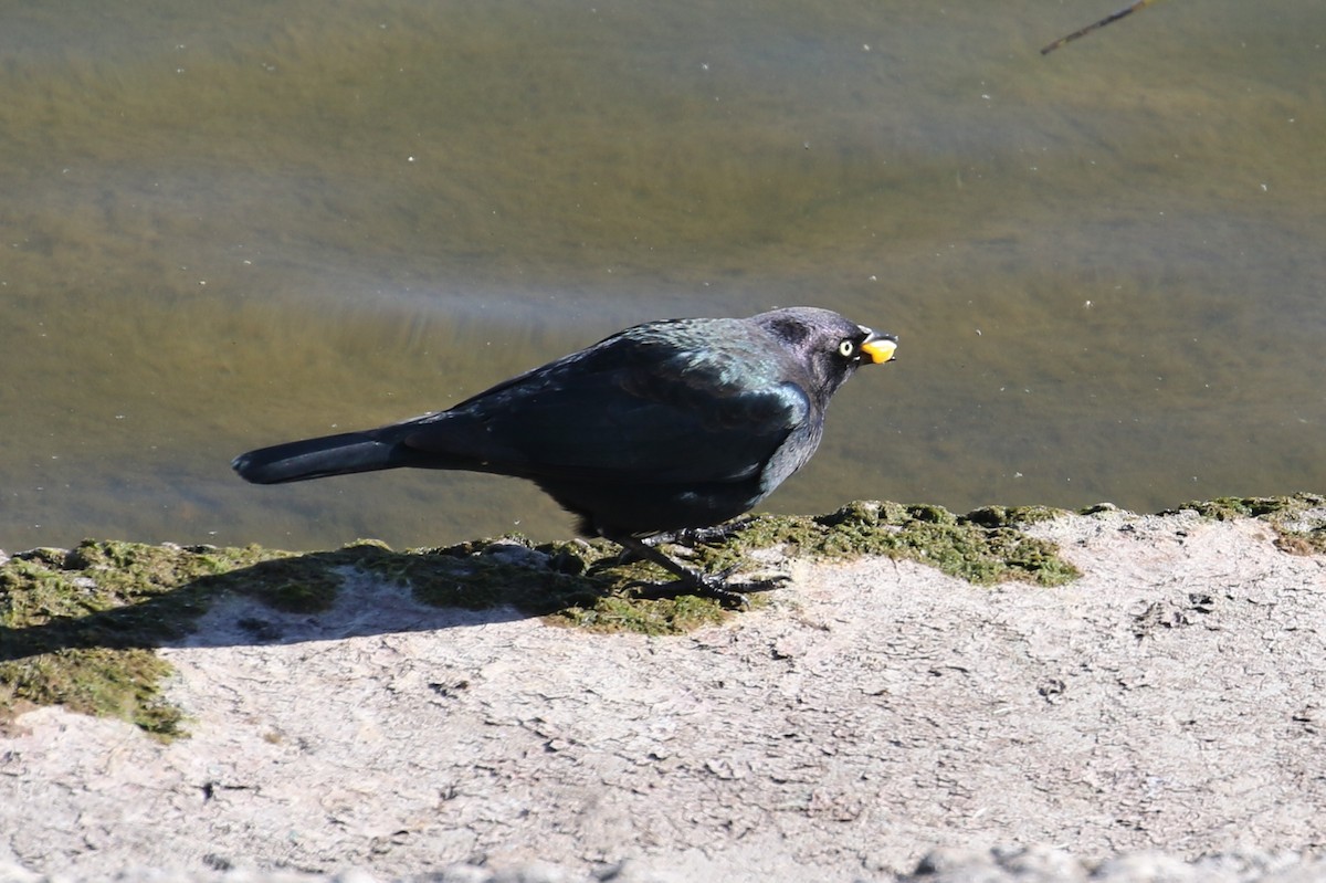 Brewer's Blackbird - ML379867791