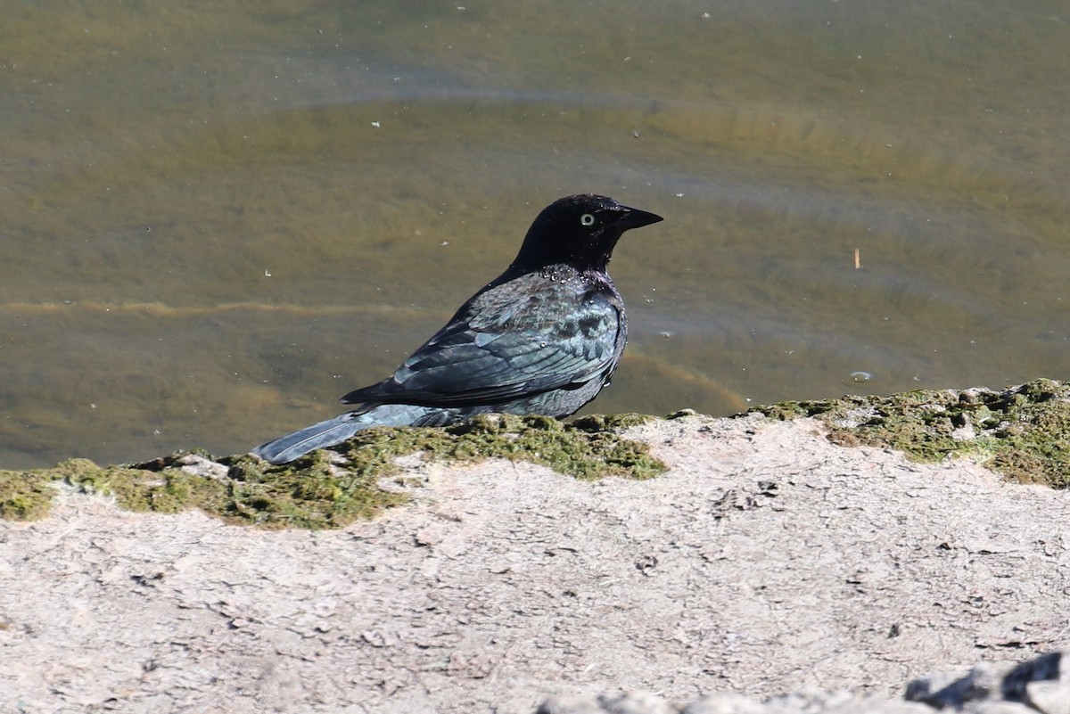 Brewer's Blackbird - ML379867841