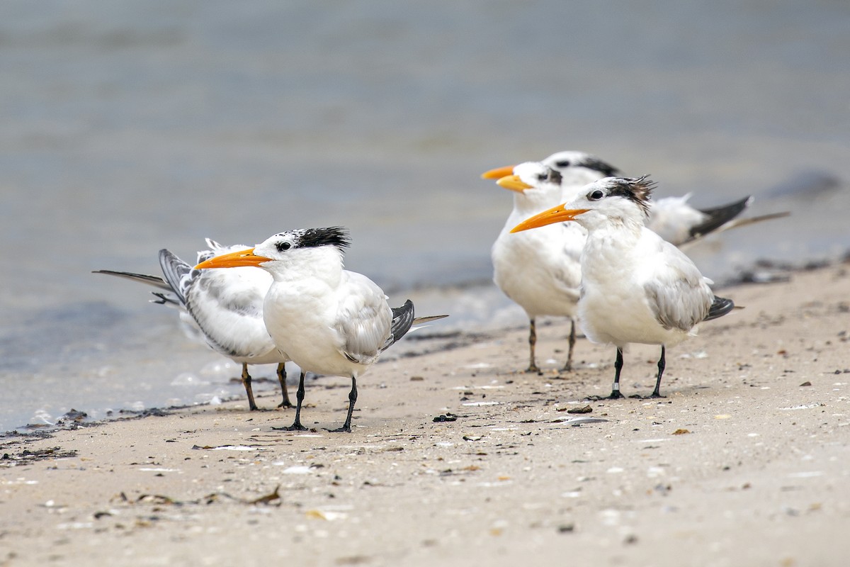 Royal Tern - ML379867871