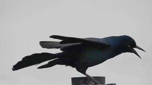 Boat-tailed Grackle - ML379869871