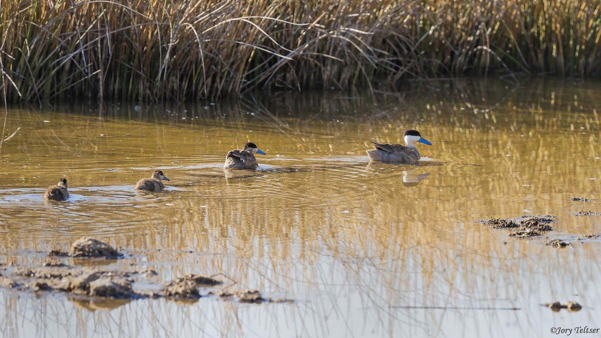 Puna Teal - Jory Teltser