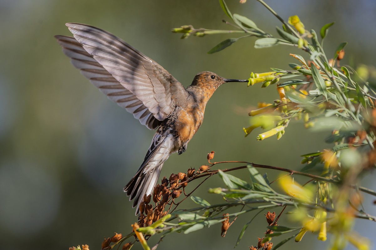 Giant Hummingbird - ML379870571