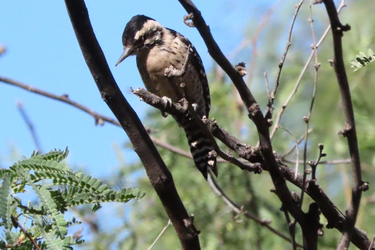 Ladder-backed Woodpecker - ML379871431