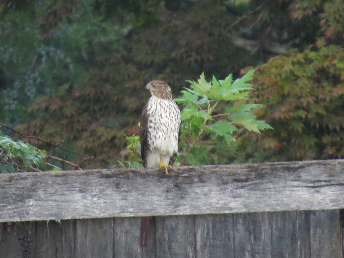 Cooper's Hawk - Ray Miskowski