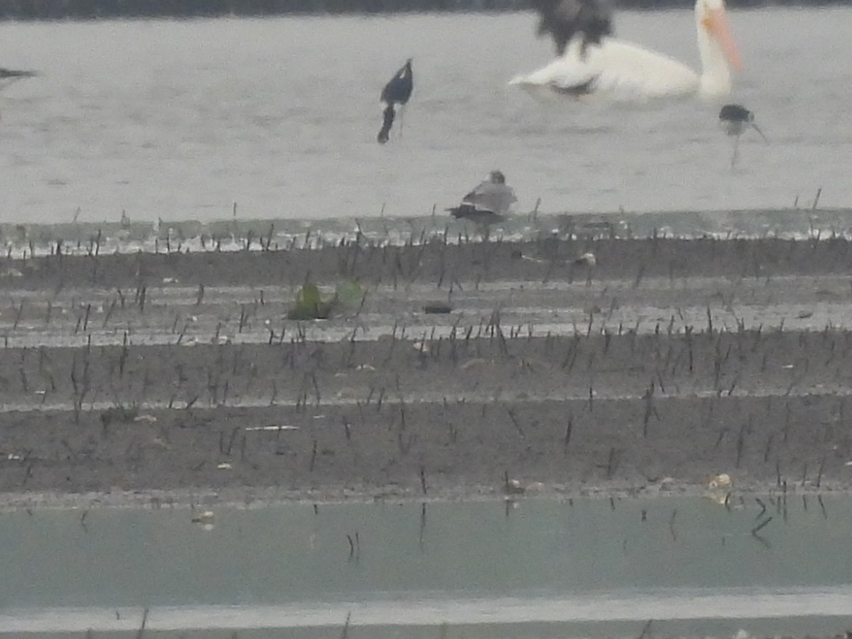 Gaviota Pipizcan - ML379873331