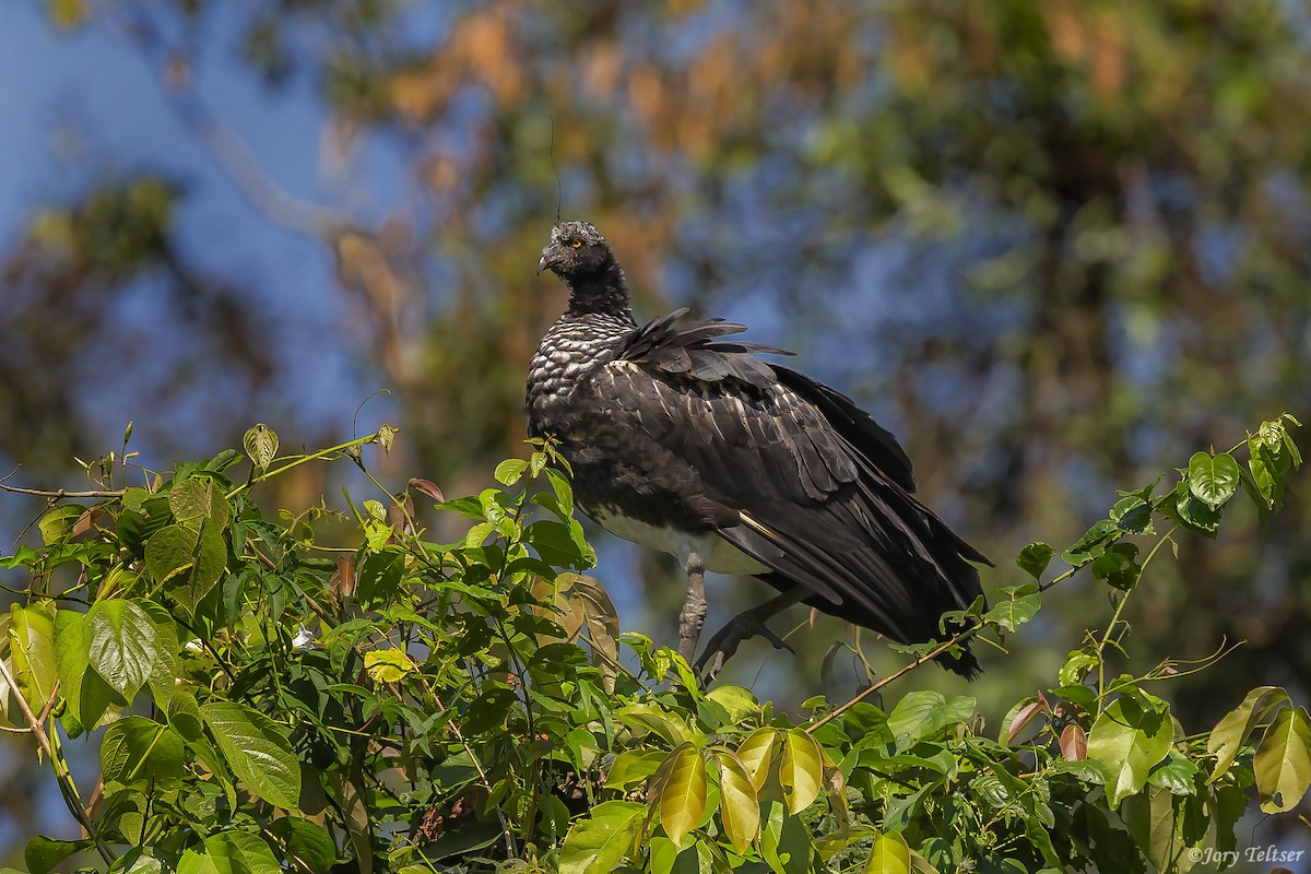 Horned Screamer - Jory Teltser