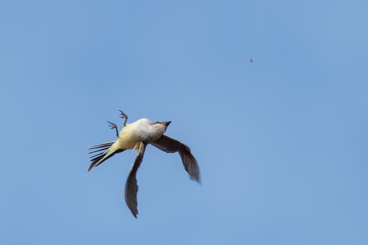 Western Kingbird - Daniel Campeau