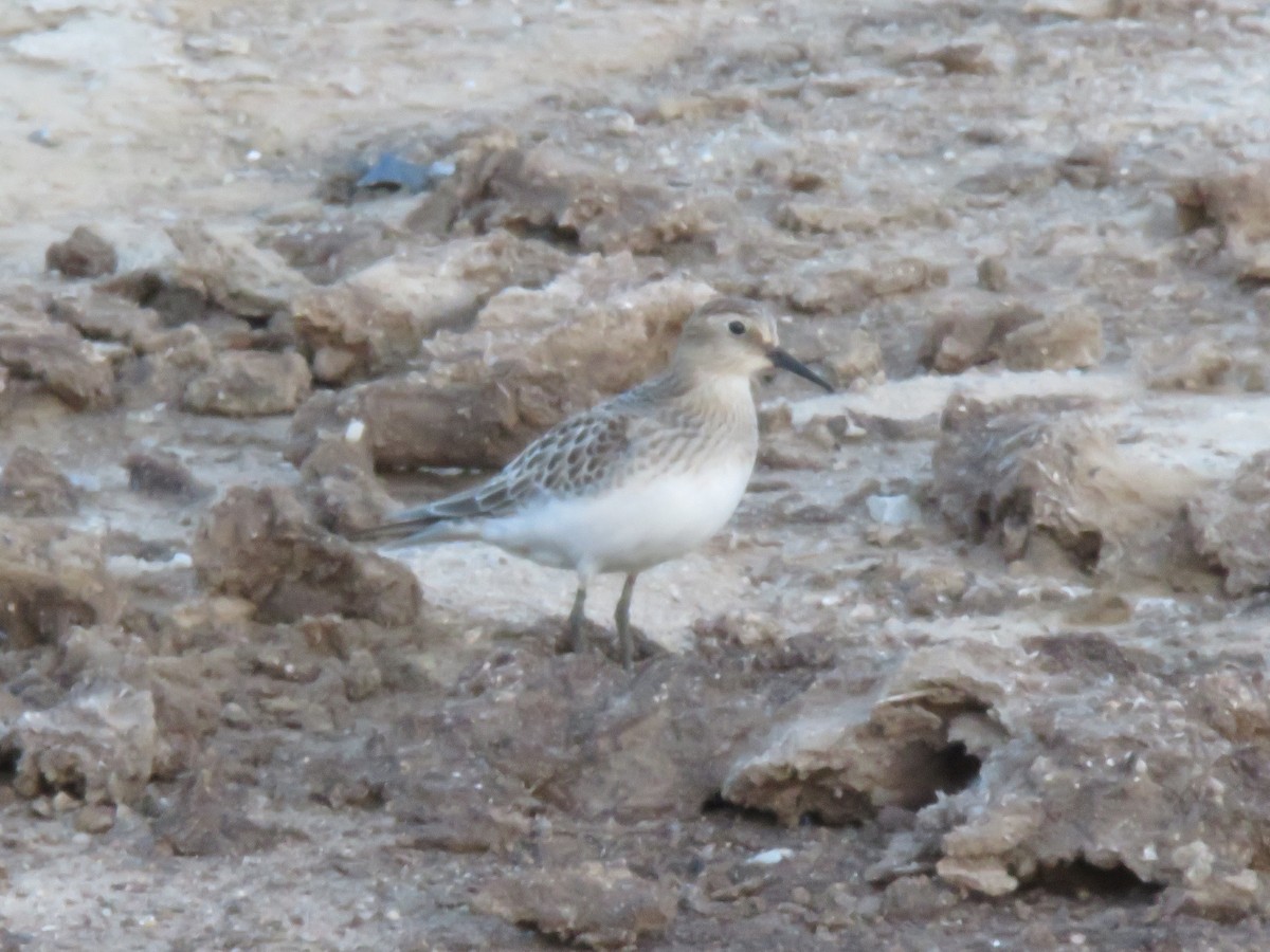 Bairdstrandläufer - ML379874791