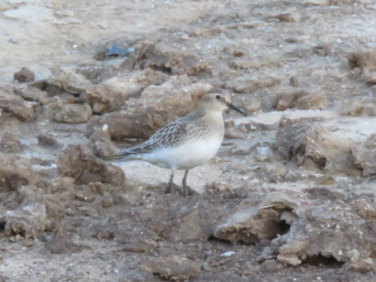 Baird's Sandpiper - ML379874791