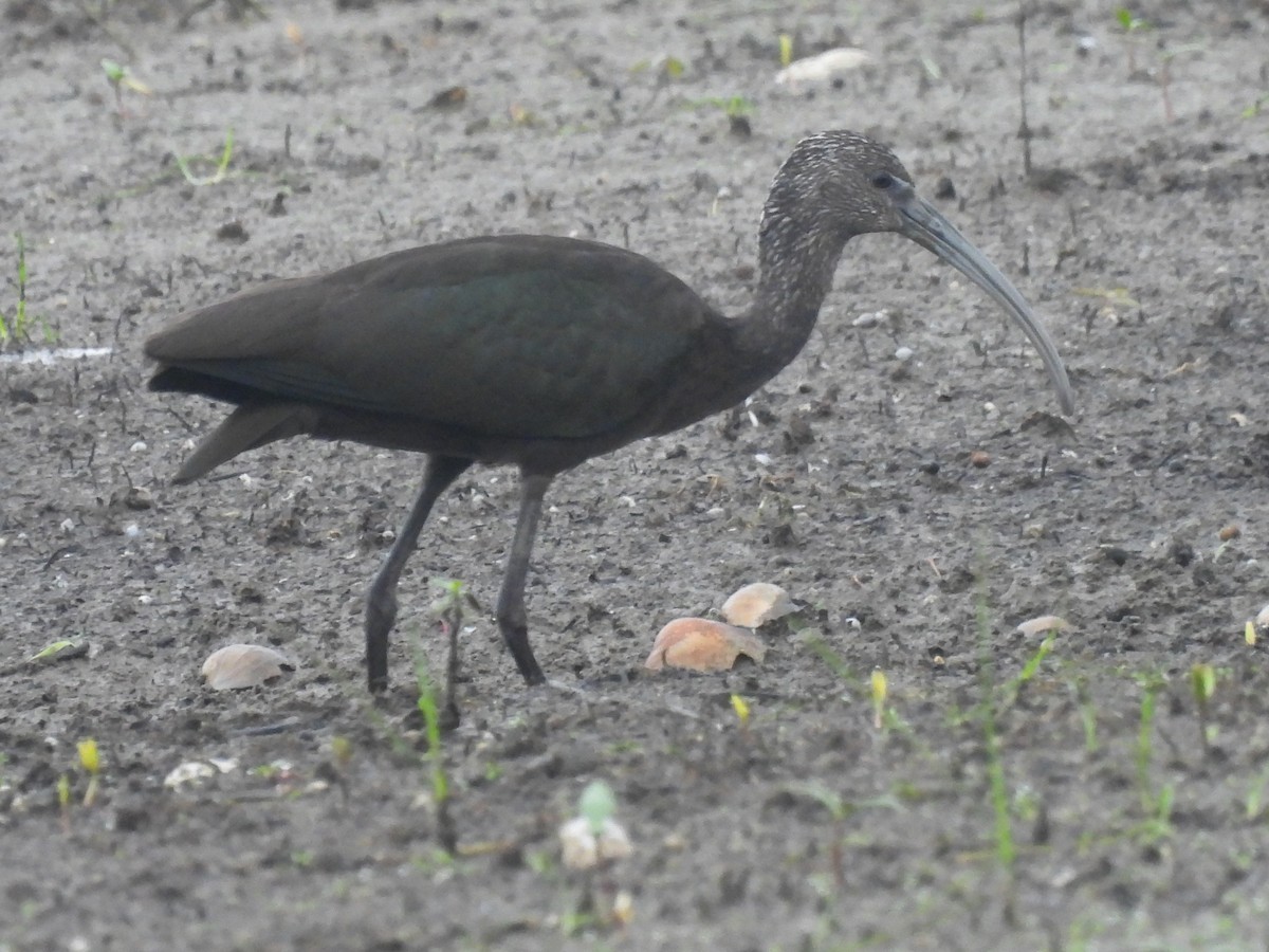 Glossy/White-faced Ibis - ML379875171