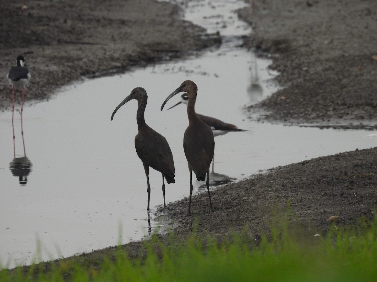 Glossy/White-faced Ibis - ML379875181