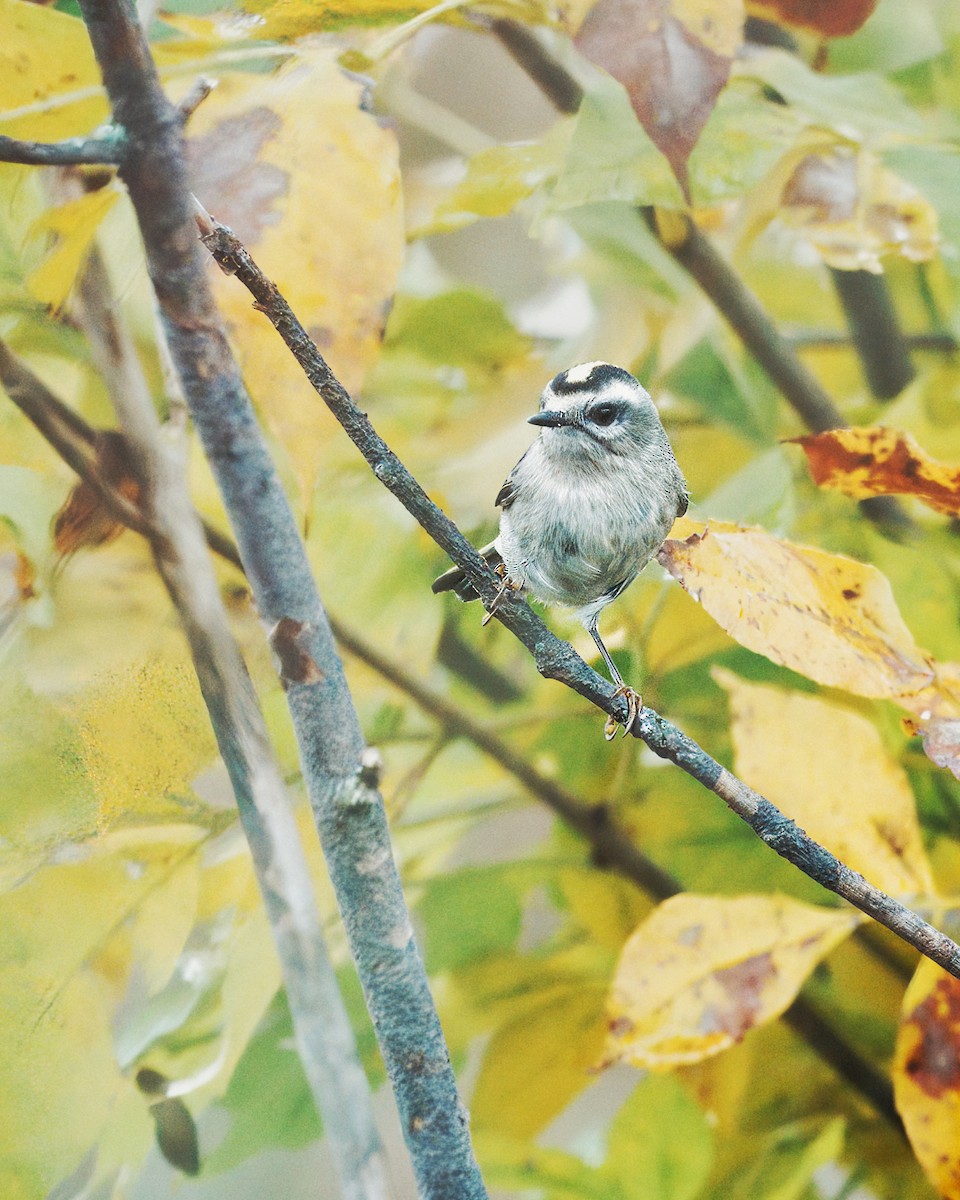Golden-crowned Kinglet - ML379875221