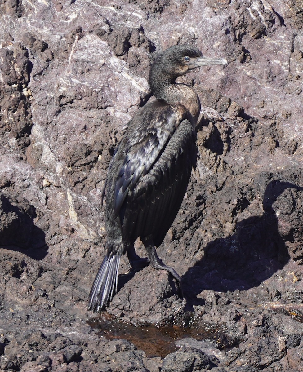 Brandt's Cormorant - Bob Toleno