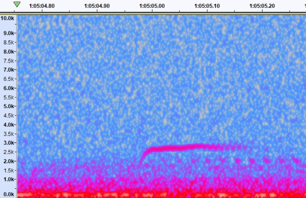 Swainson's Thrush - ML379875941