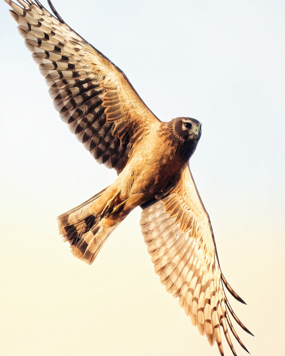 Northern Harrier - Karim Bouzidi