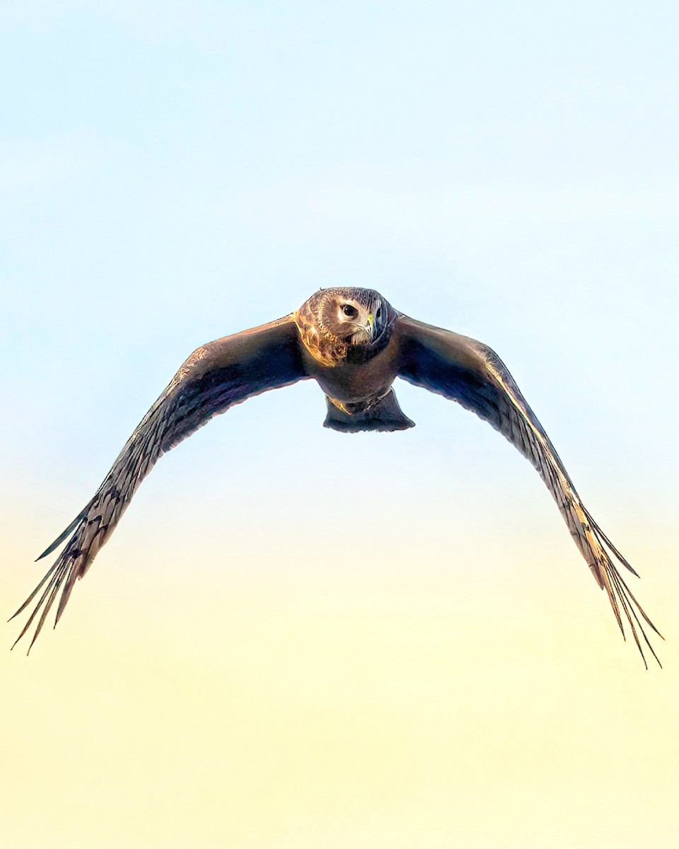 Northern Harrier - Karim Bouzidi