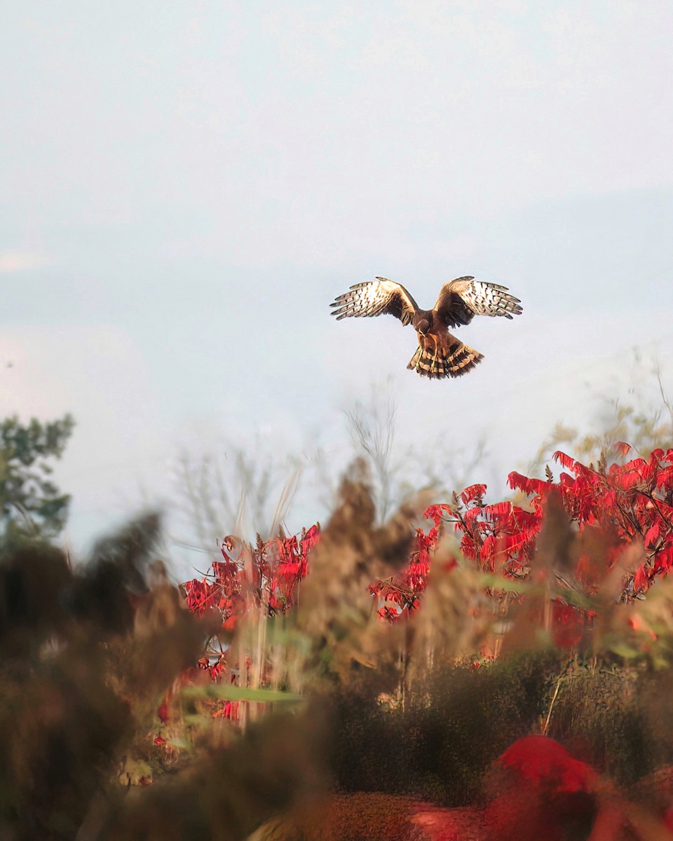 Northern Harrier - Karim Bouzidi