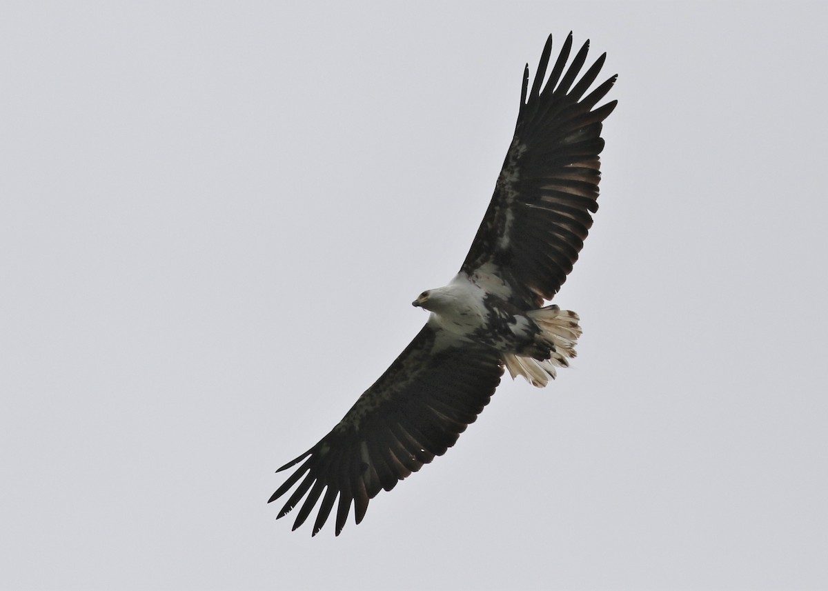 African Fish-Eagle - ML379877911