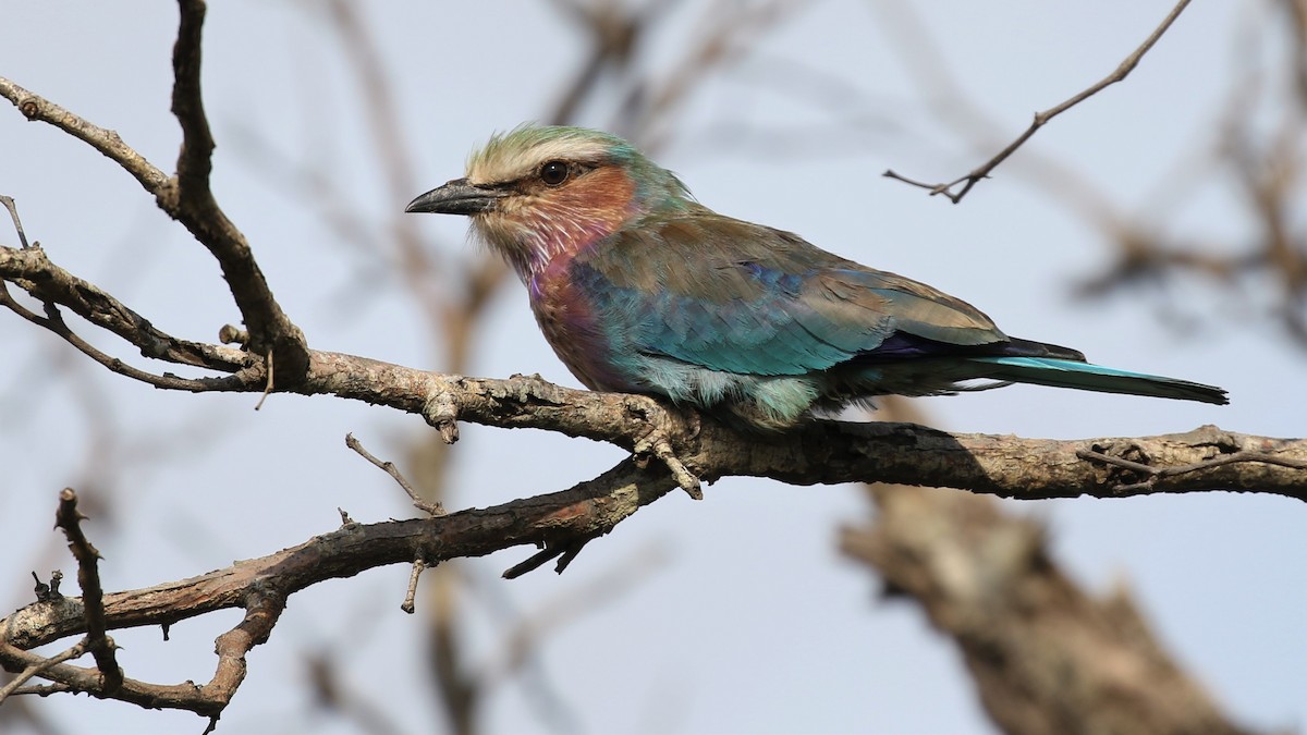 Lilac-breasted Roller - ML379878101