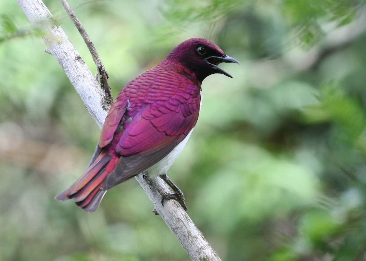 Violet-backed Starling - ML379878341