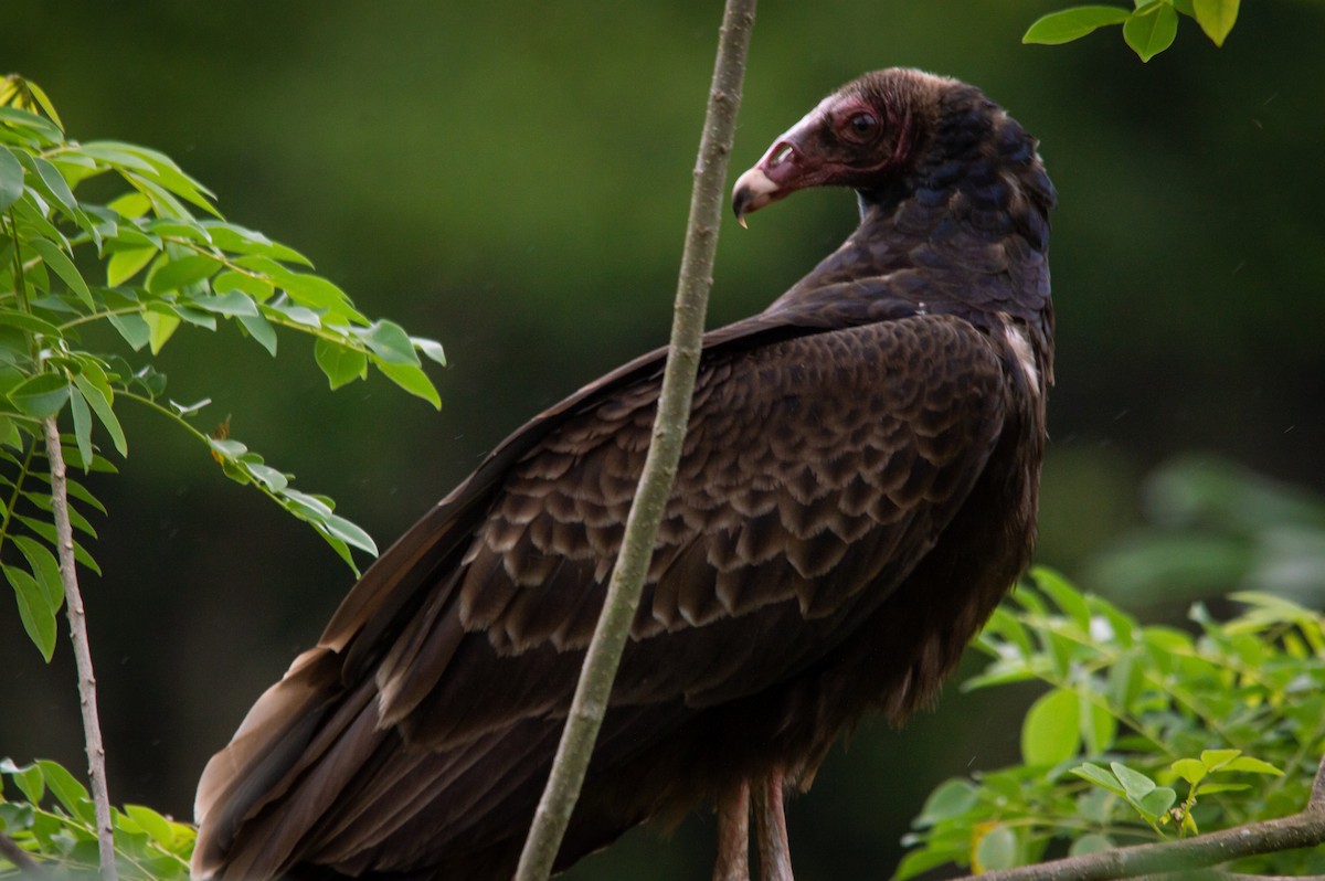 Turkey Vulture - ML379878451