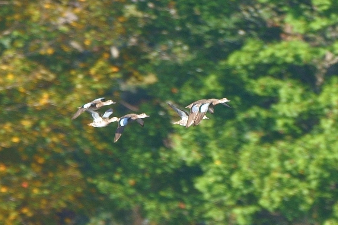 Blue-winged Teal - ML379878821