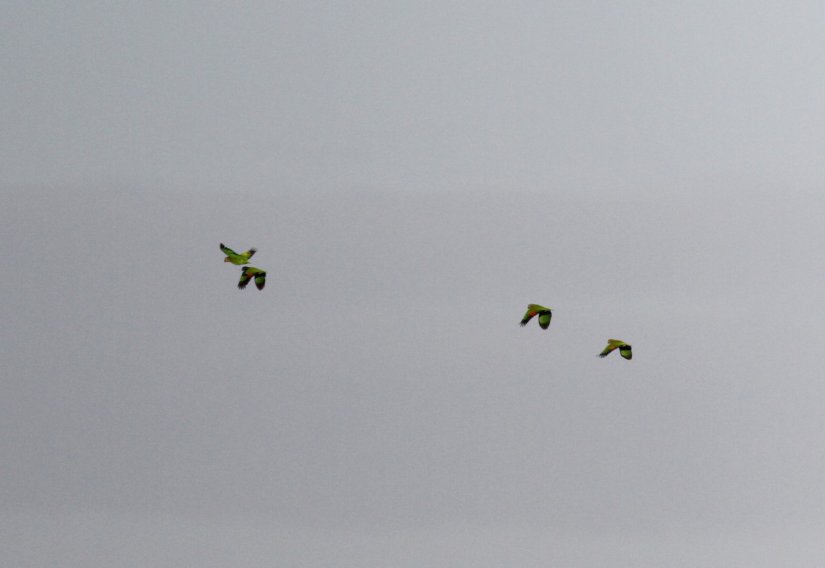 Orange-winged Parrot - Jay McGowan