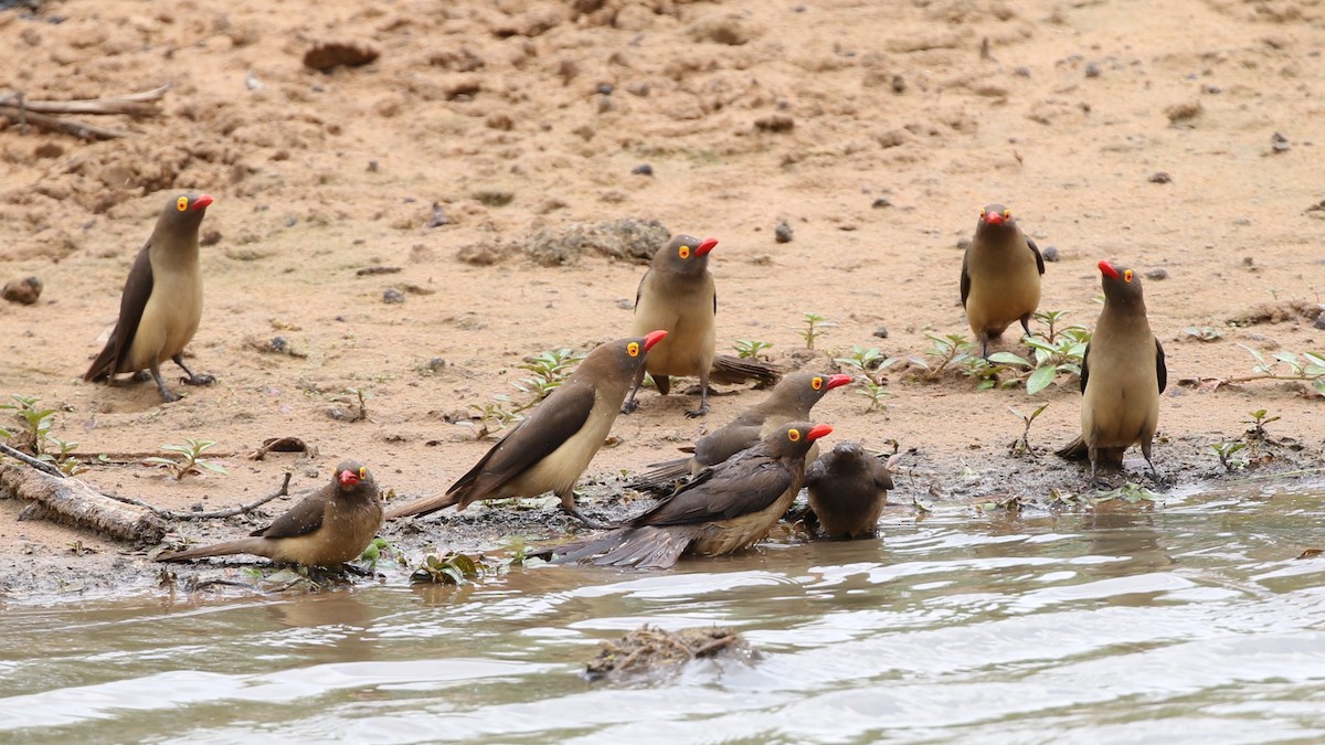 Red-billed Oxpecker - ML379879751