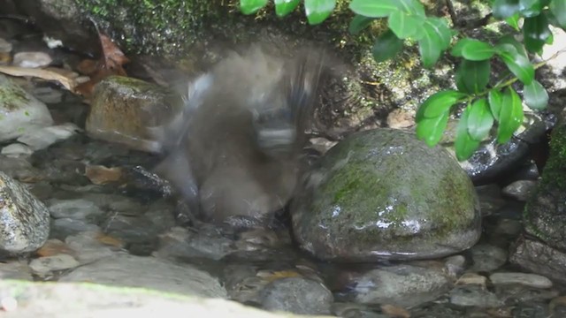 קיכלי אפור-לחי - ML379882471