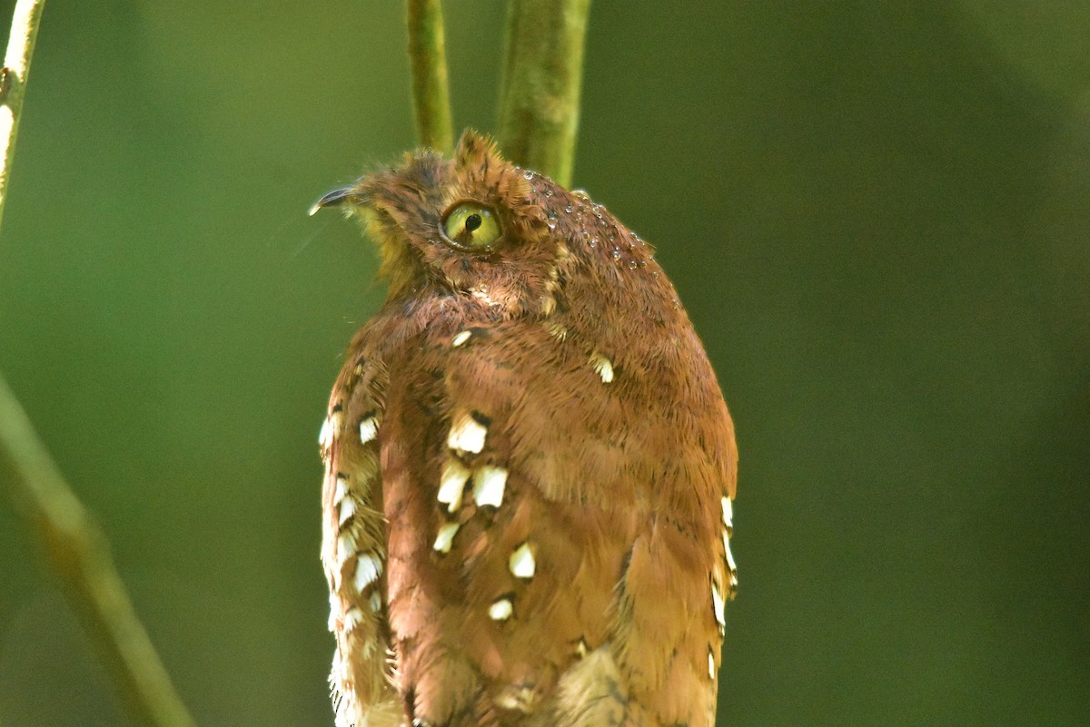 Rufous Potoo - Armida Madngisa