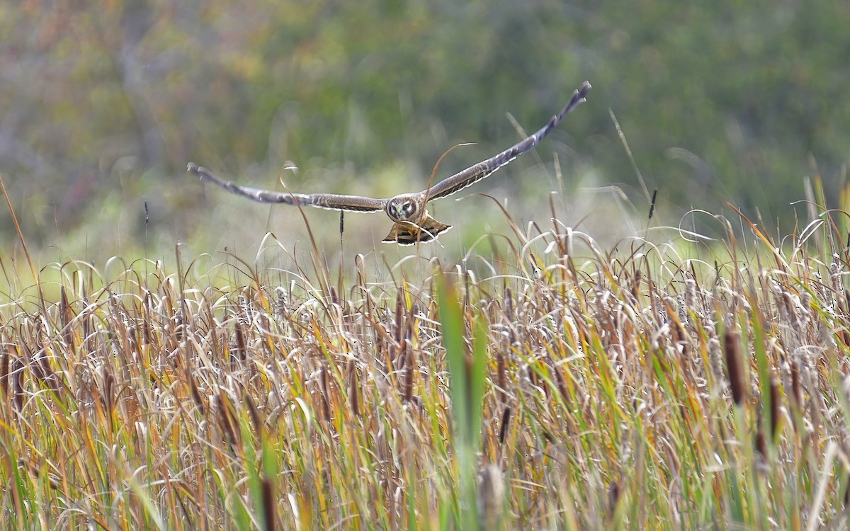 Northern Harrier - ted gough