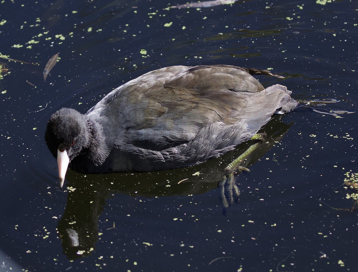 American Coot - ML379889021