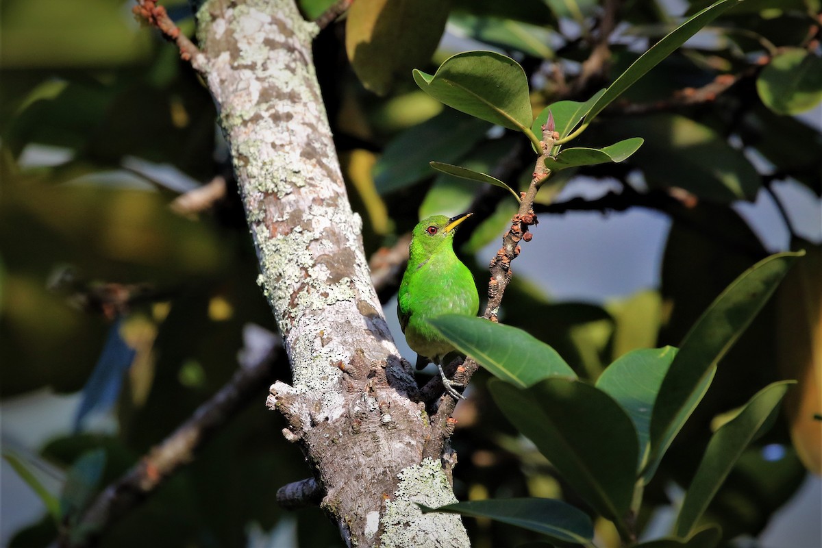 Green Honeycreeper - ML379889201