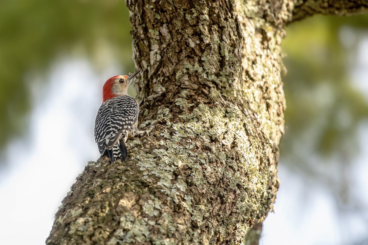 Red-bellied Woodpecker - ML379894361