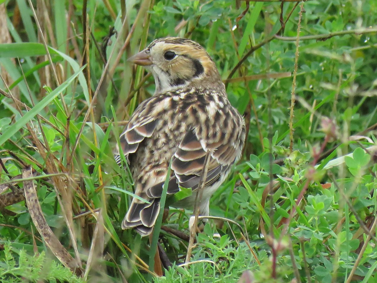 Lapland Longspur - ML379895041