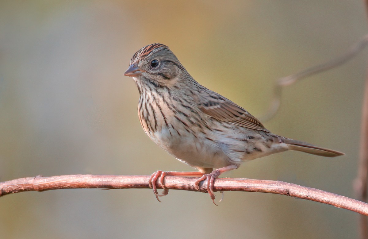 Lincoln's Sparrow - ML379895871