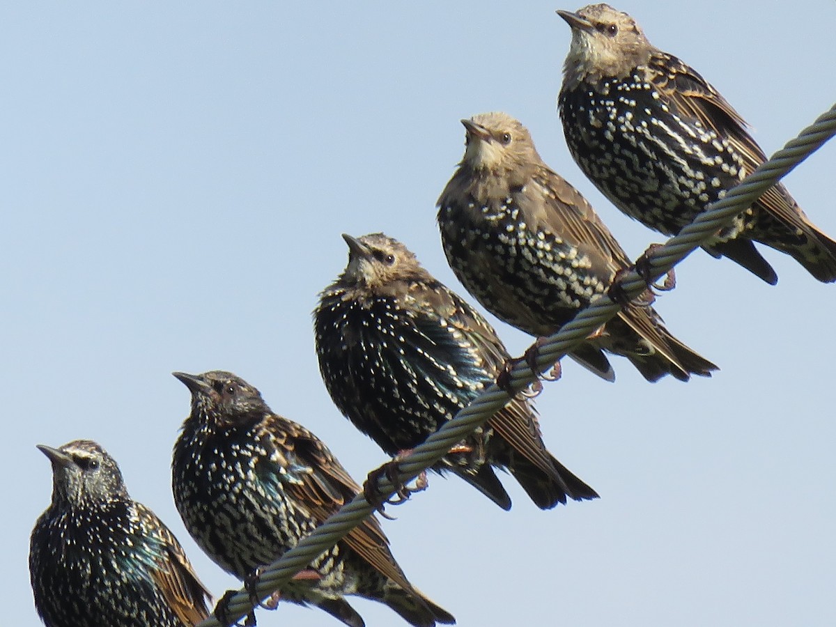 European Starling - ML379897341