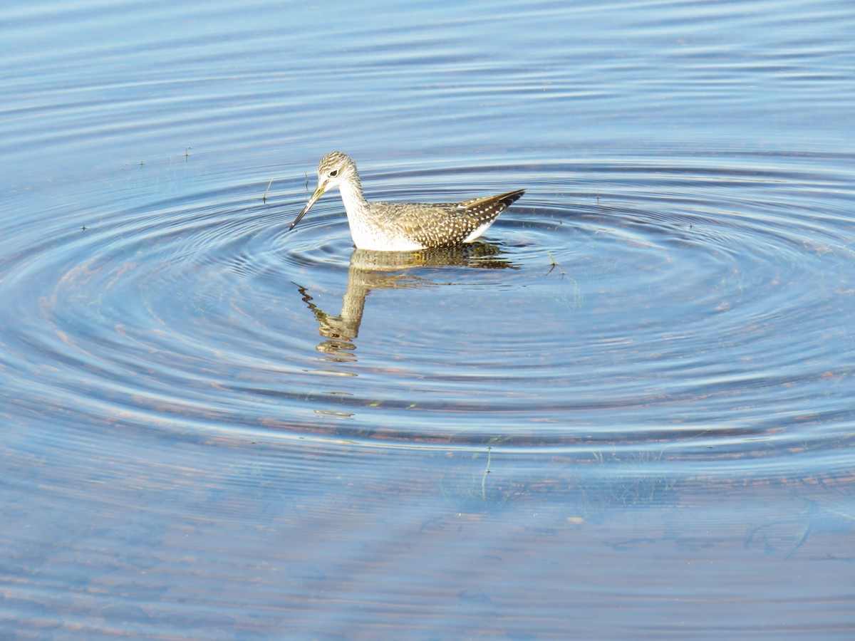 Greater Yellowlegs - ML379897941