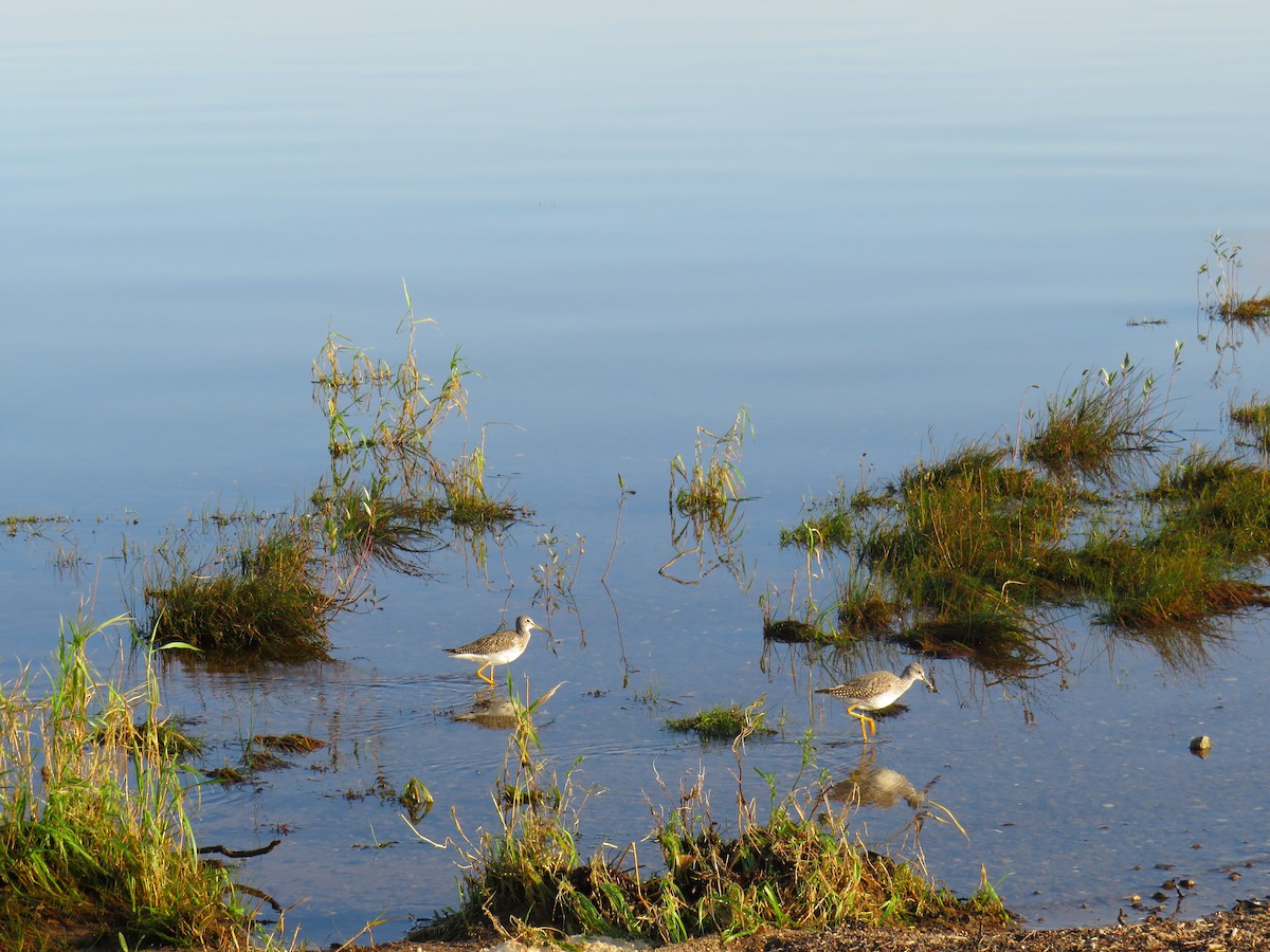 Greater Yellowlegs - ML379897951