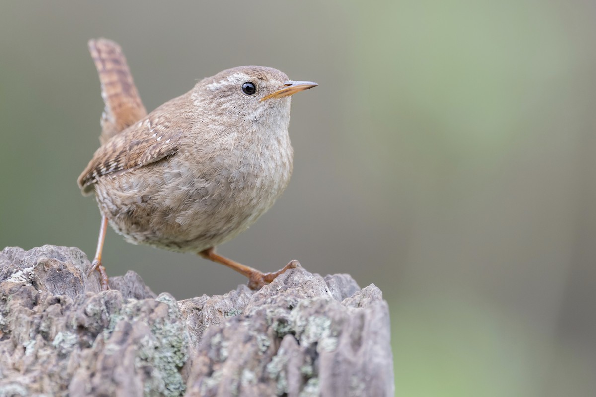 Eurasian Wren - ML379898441