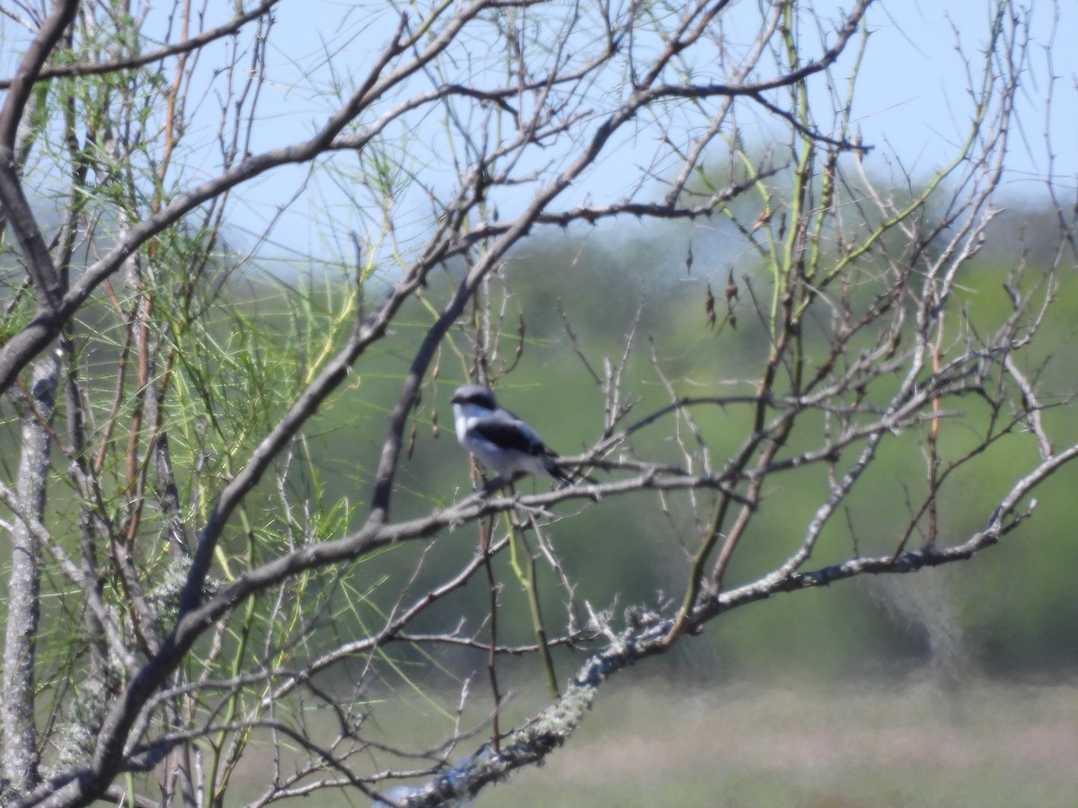 Loggerhead Shrike - Cheryl McGrath