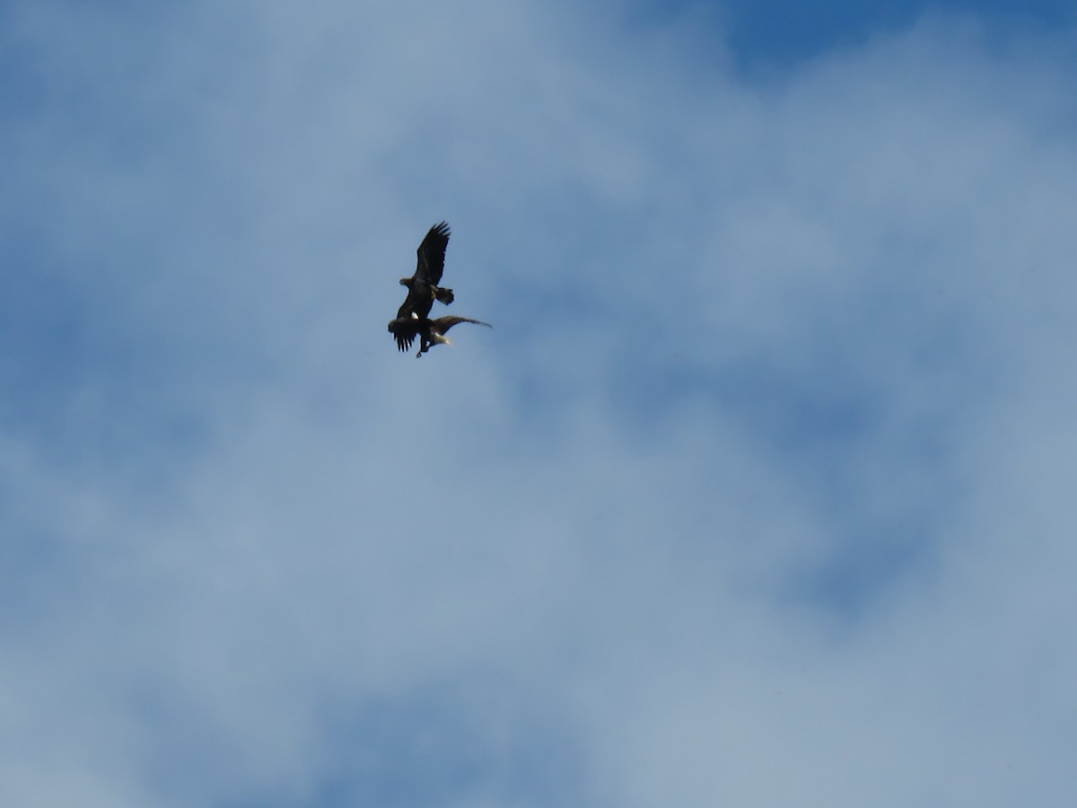 Bald Eagle - ML379902051