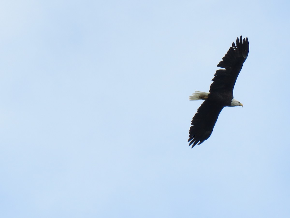 Bald Eagle - ML379902181